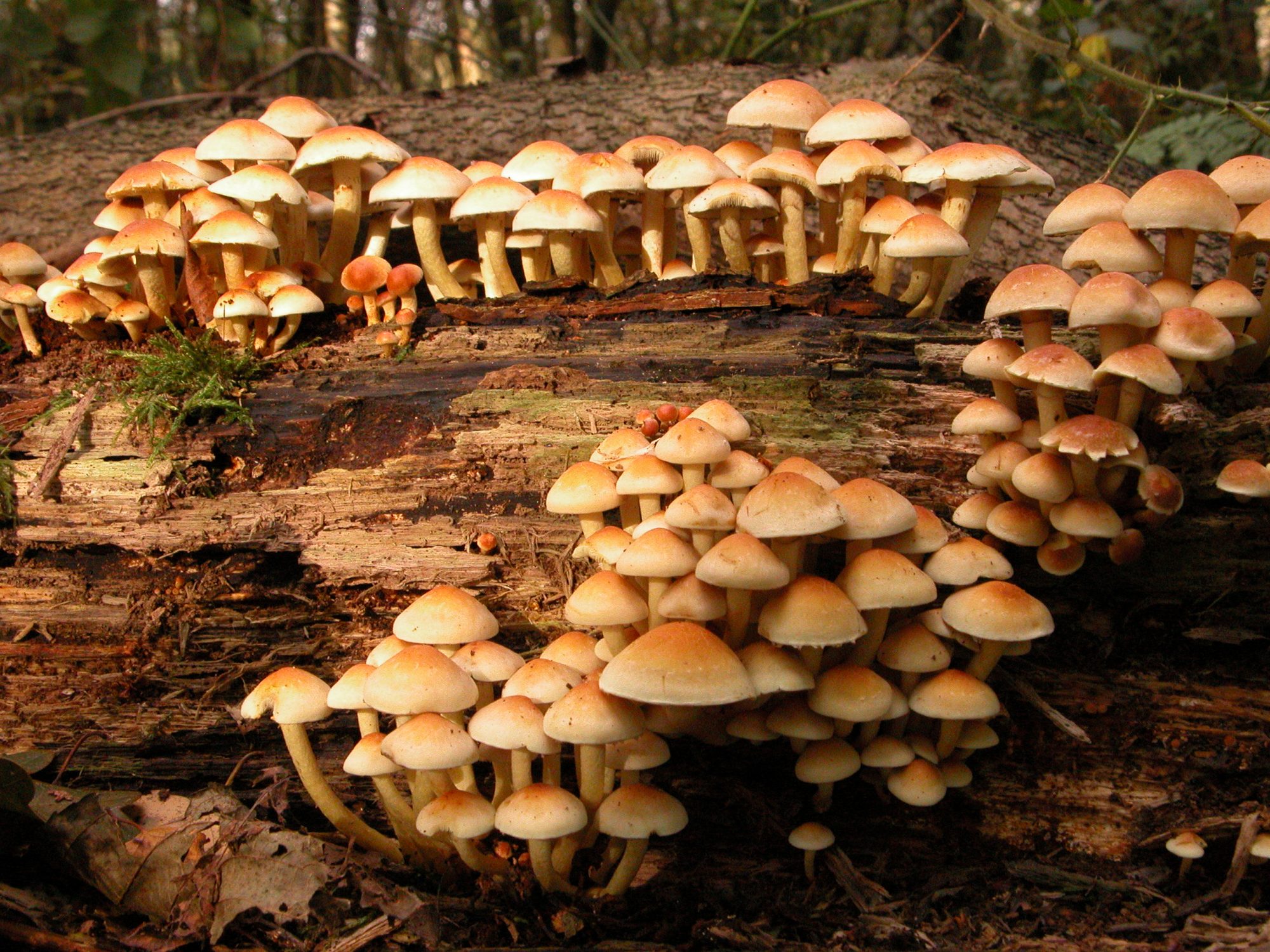 Paddenstoelen- en korstmossenwerkgroep