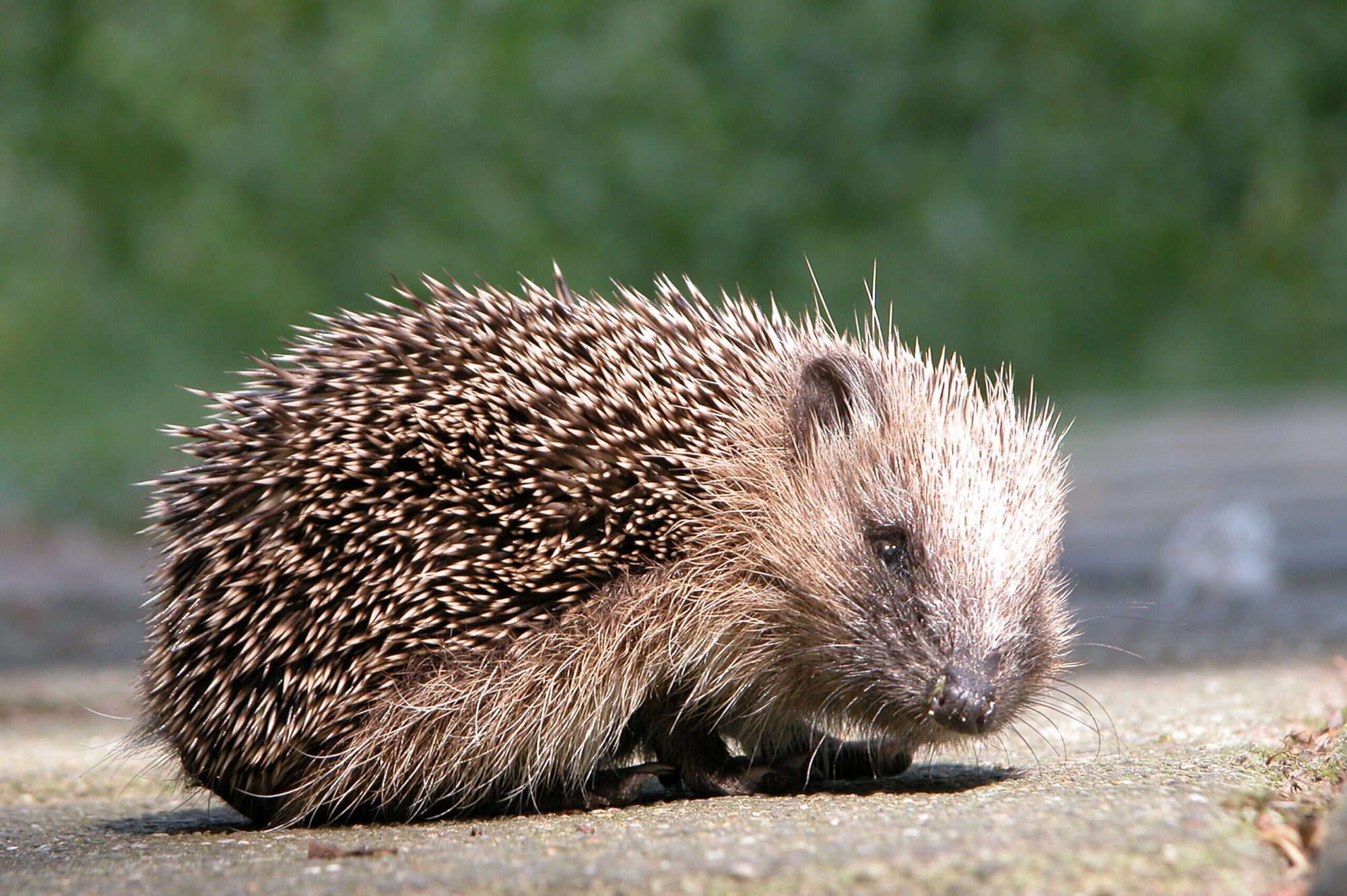 Zoogdierwerkgroep