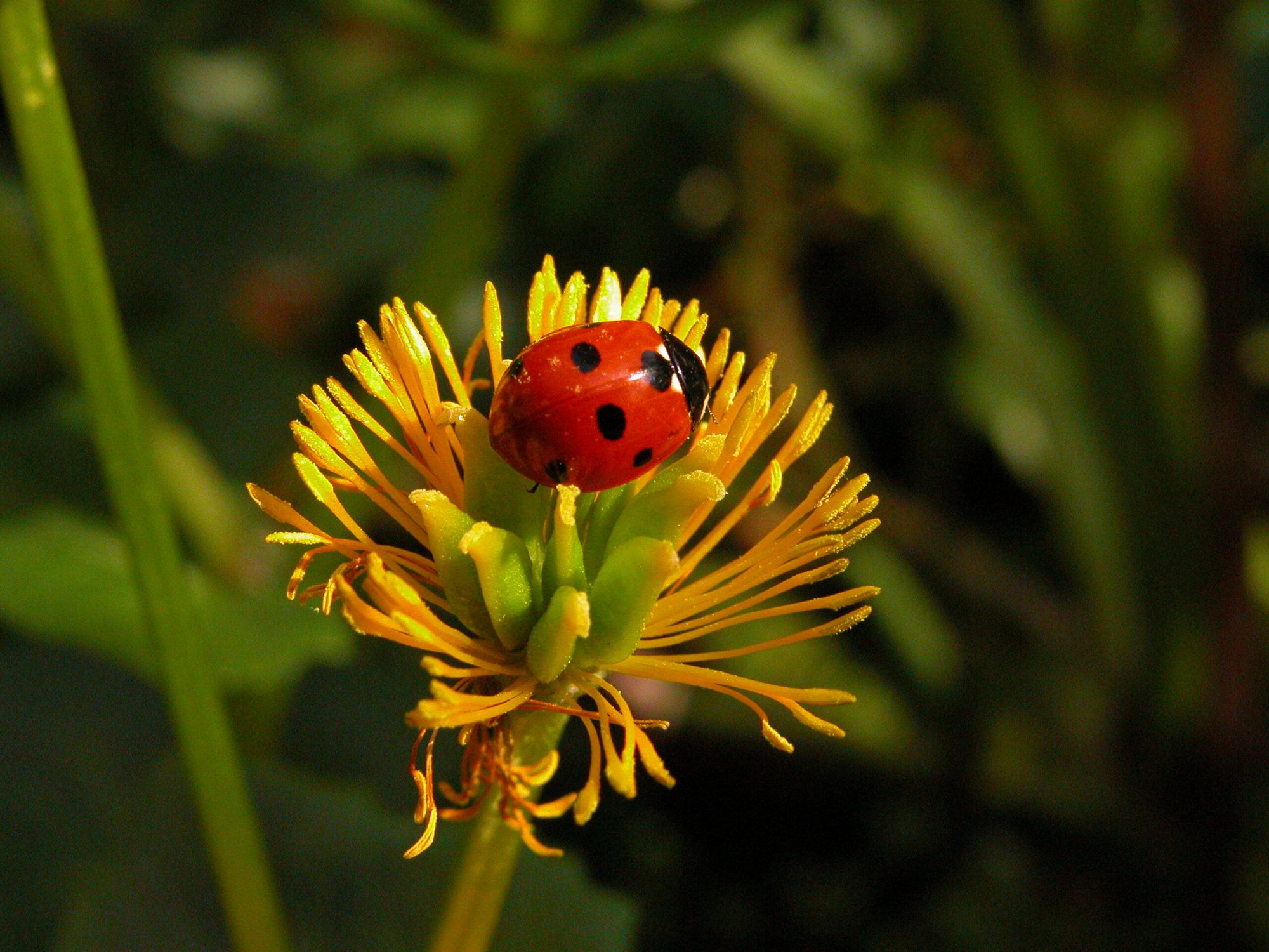 Insectenwerkgroep