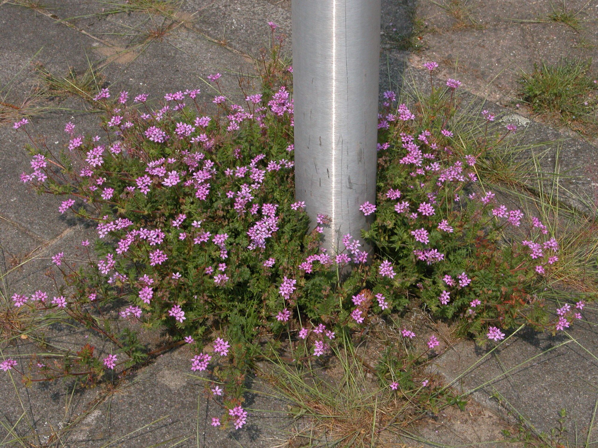 Werkgroep Stadsnatuur