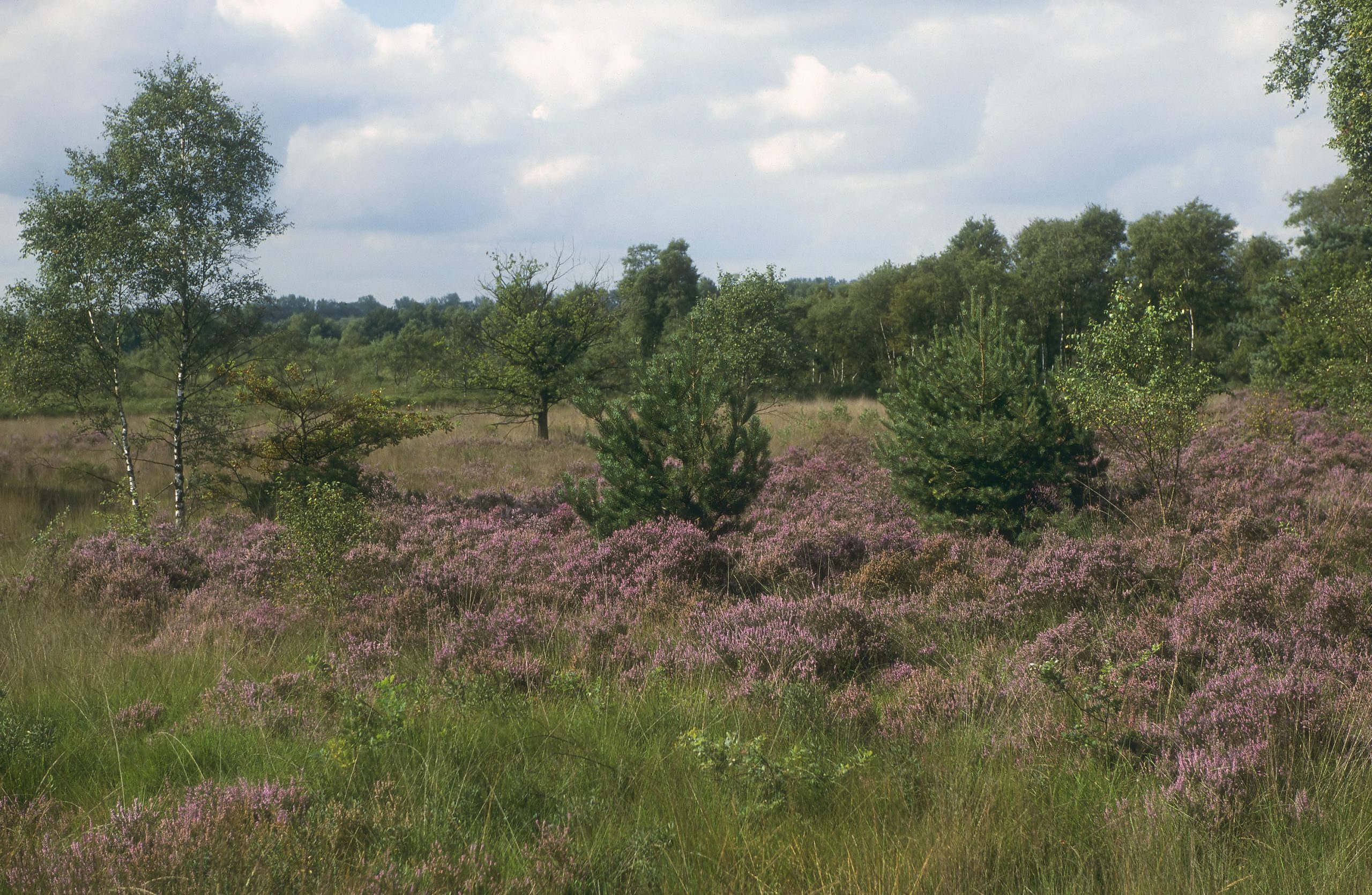 Plagwerkgroep