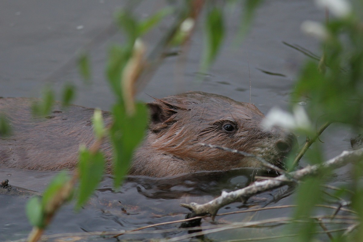 Stadsnatuur : Nieuwe natuurbeheerder Piushaven