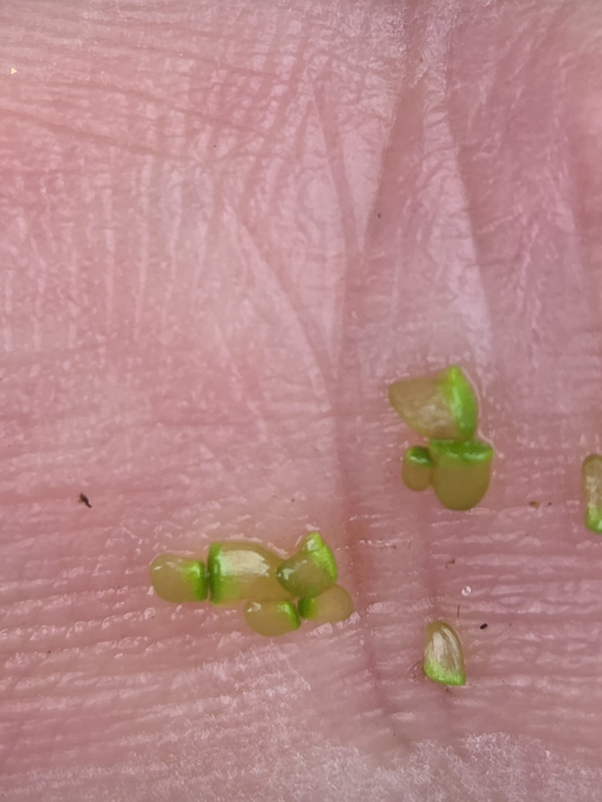 Stadsnatuur : Blauwe en groene soep