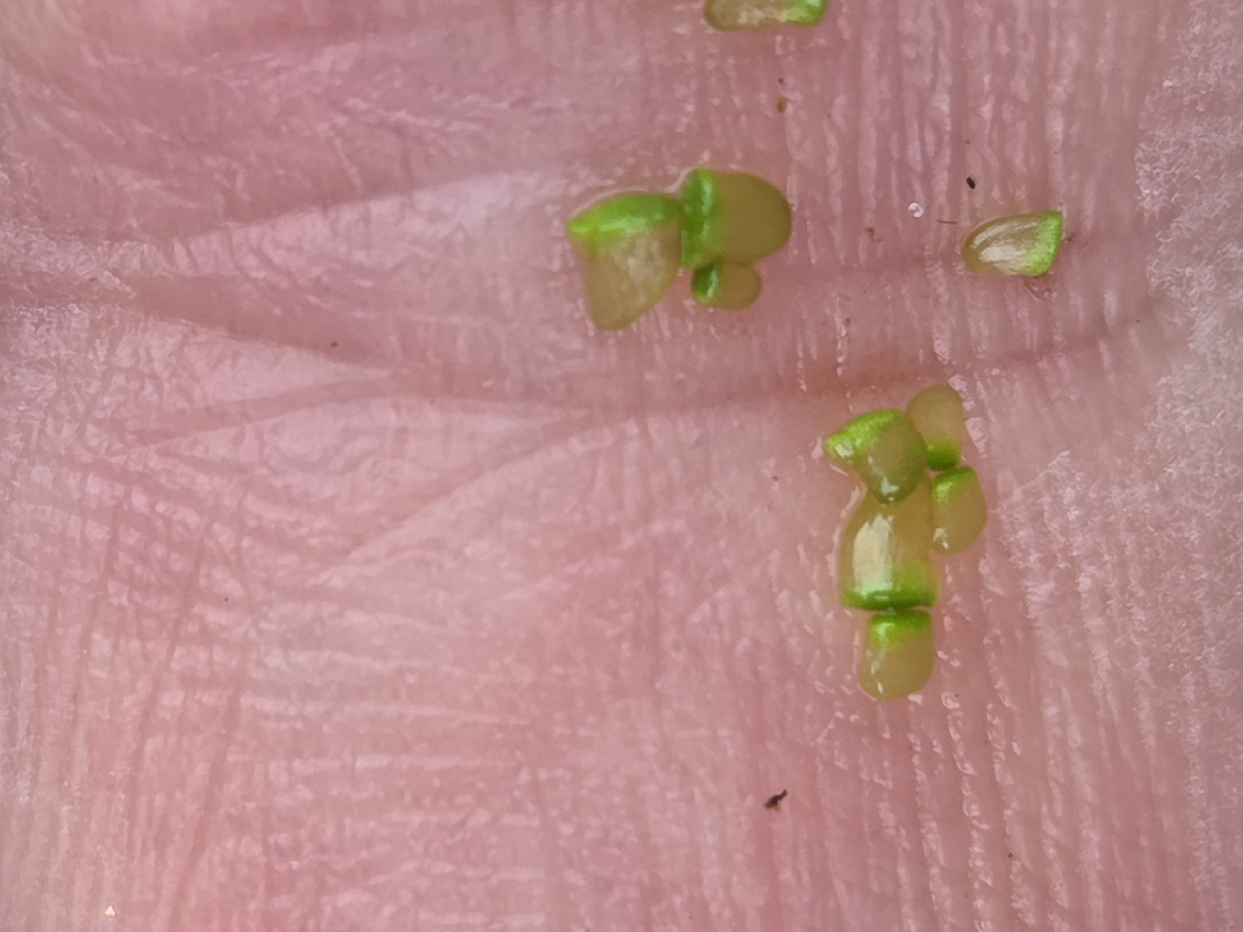 Stadsnatuur : Blauwe en groene soep